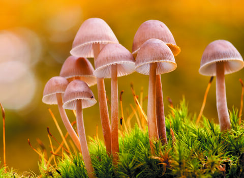 Close-up of group of mushrooms. 