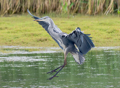 Grey heron landing on water