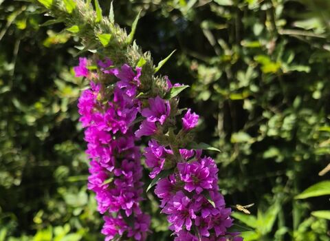 loosestrife