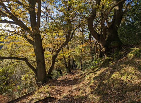 Garbutt Wood in autumn