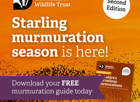Starling murmuration season is here! Download your free murmuration guide today.