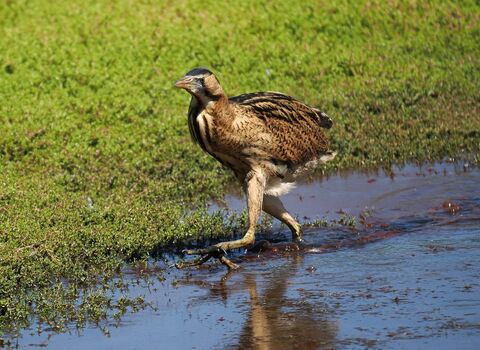 A bittern striding across a shallow reedbed