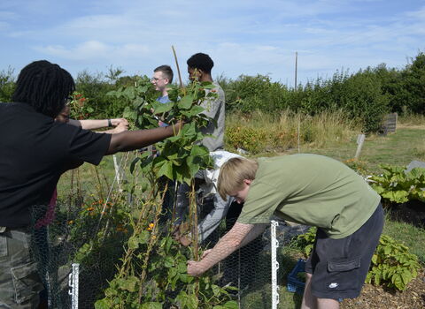Several people are tending to bean plants in an outdoor garden on a sunny day.