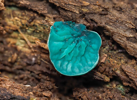 Green elfcup fungi