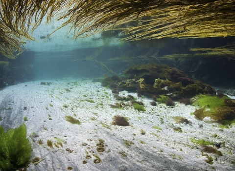 Underwater image of kelp and seagrass