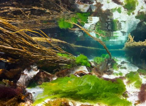 Seaweeds In Shallows. Scotland, UK