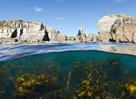 Kelp And Cliffs, Lundy Island, UK