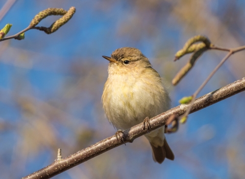 Chiffchaff on branch