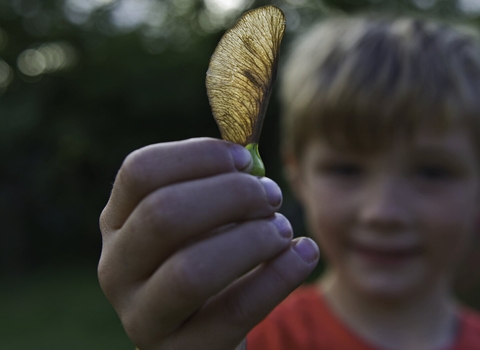 Young boy holding a sycamore seed