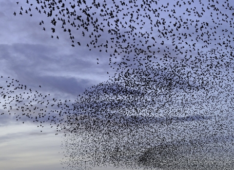 Thousands of starlings murmurating during a coulourful winter sunset