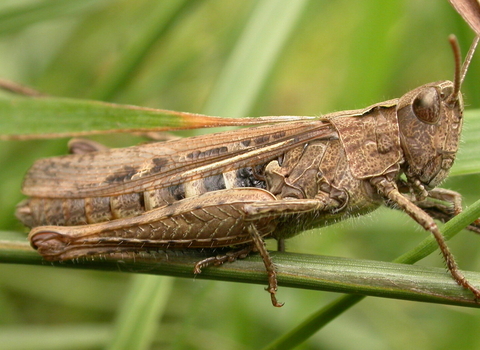 Field grasshopper (c) Philip Precey