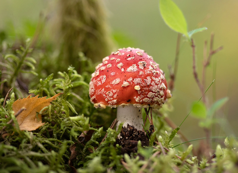 Fly agaric fungus in woodland