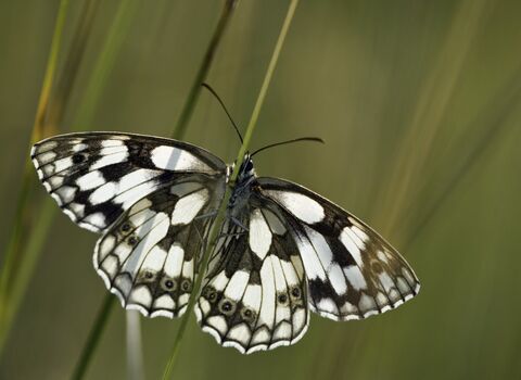 Marbled white butterfly