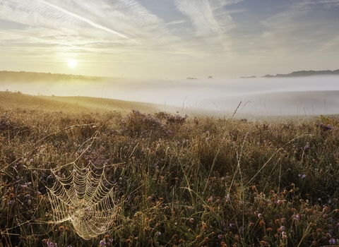 A landscape photograph of a heather moor. In the distance early morning fog cascades over hills and the early morning sun backlights a dobweb covered in due.