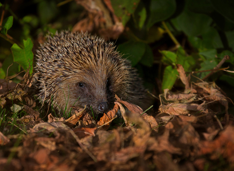A single hedgehog hiding amongst the leaf litter and bushes of someone's garden.