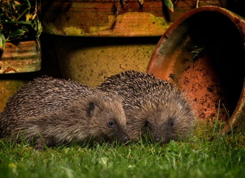 Hedgehog (c) Jon Hawkins 