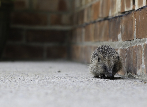 Hedgehog (c) Tom Marshall