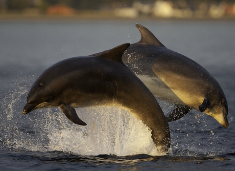 Bottlenose dolphins
