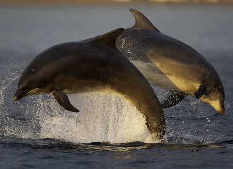 Two dolphins jumping out of the water. They're jumping in perfectl synchronization, overlapping in the middle of their jump.