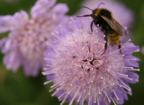 Field scabious © Kieron Huston 