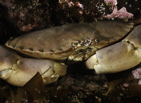 Crab (c) Linda Pitkin/2020VISION