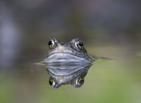 Frog (c) Mark Hamblin