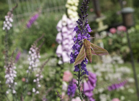 Hawkmoth on a foxglove in a cottage garden