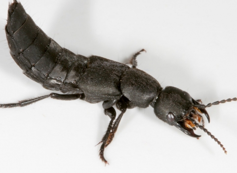 Devil's coach horse beetle © Paul Richards