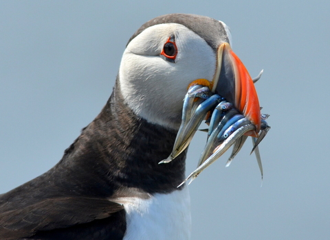 A puffin with a bill full of sandeels