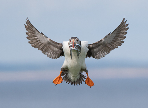 A puffin coming in to land with puffins in its mouth.