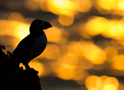 A puffin stands on a cliff face, silhouetted by the setting sun