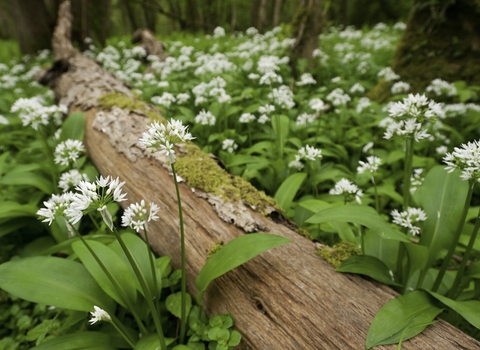 Flowering wild garlic with a fallen tree