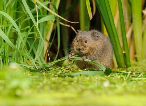 Water vole © Terry Whittaker/2020VISION