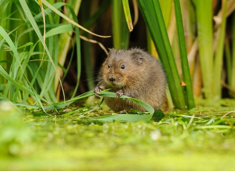 Water vole © Terry Whittaker/2020VISION