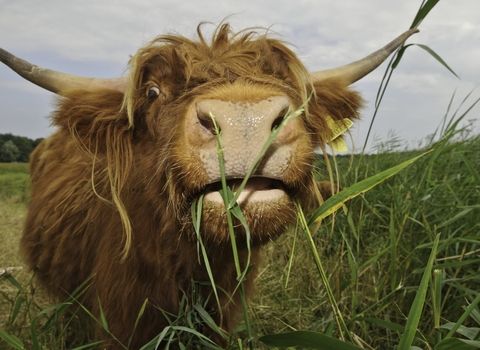 Highland cattle feeding on common reed by Terry Whittaker - 2020VISION