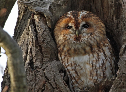 Tawny owl (c) Margaret Holland
