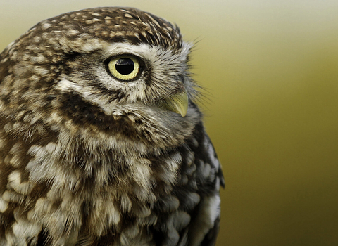 Little owl with faded orange background