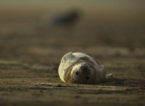 Grey seal