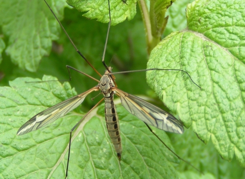 Crane fly © Richard Burkmar