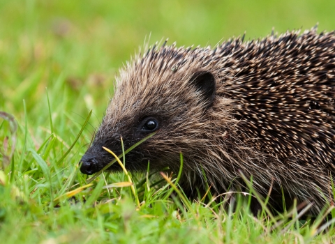 Hedgehog