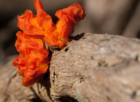 Orange brain fungus on log