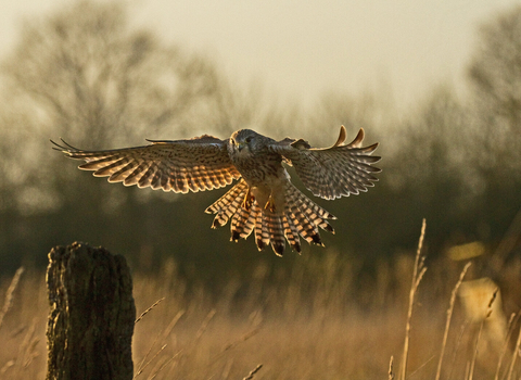 Kestrel (c) Russell Savory